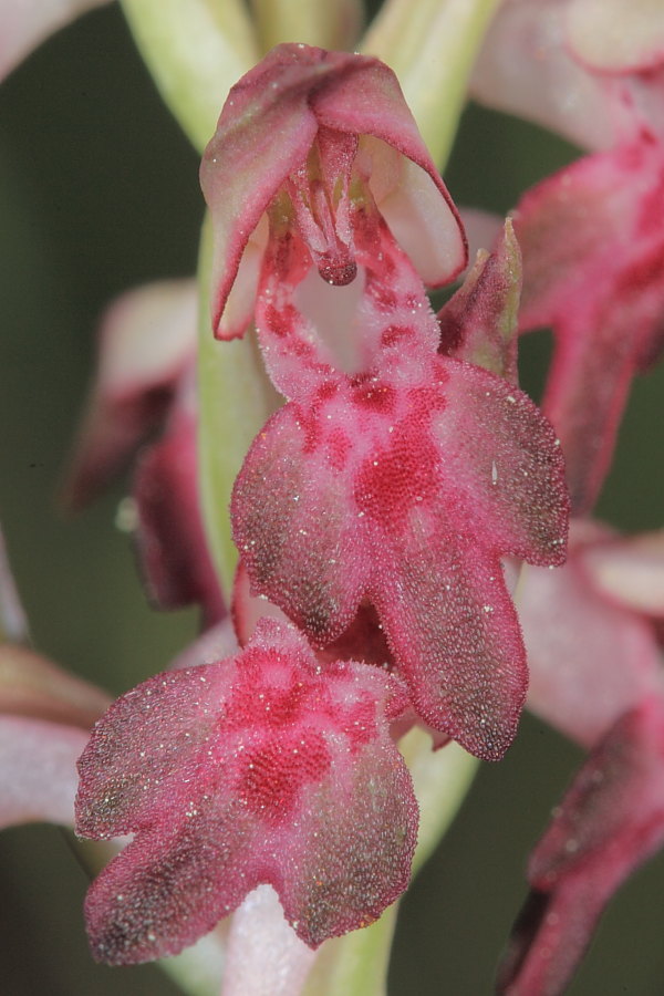 Un breve pomeriggio per orchidee!! (Isola d''Elba)